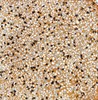 Gạch terrazzo trơn màu vàng